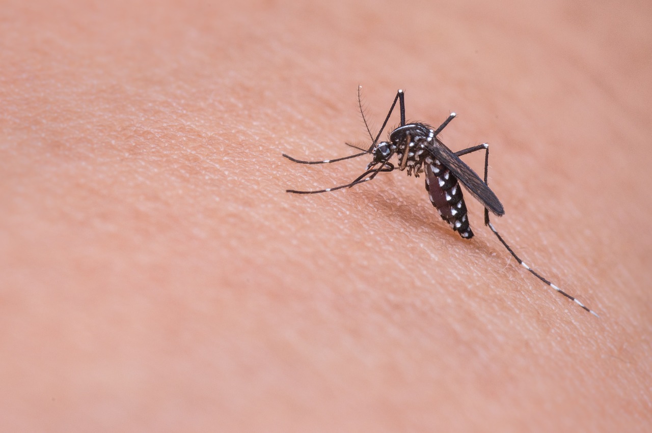 Trenutno pregledavate [OBAVIJEST] Tretiranje komaraca