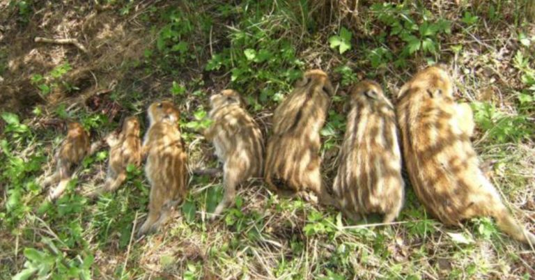 Afrička svinjska kuga – važne informacije za lovce